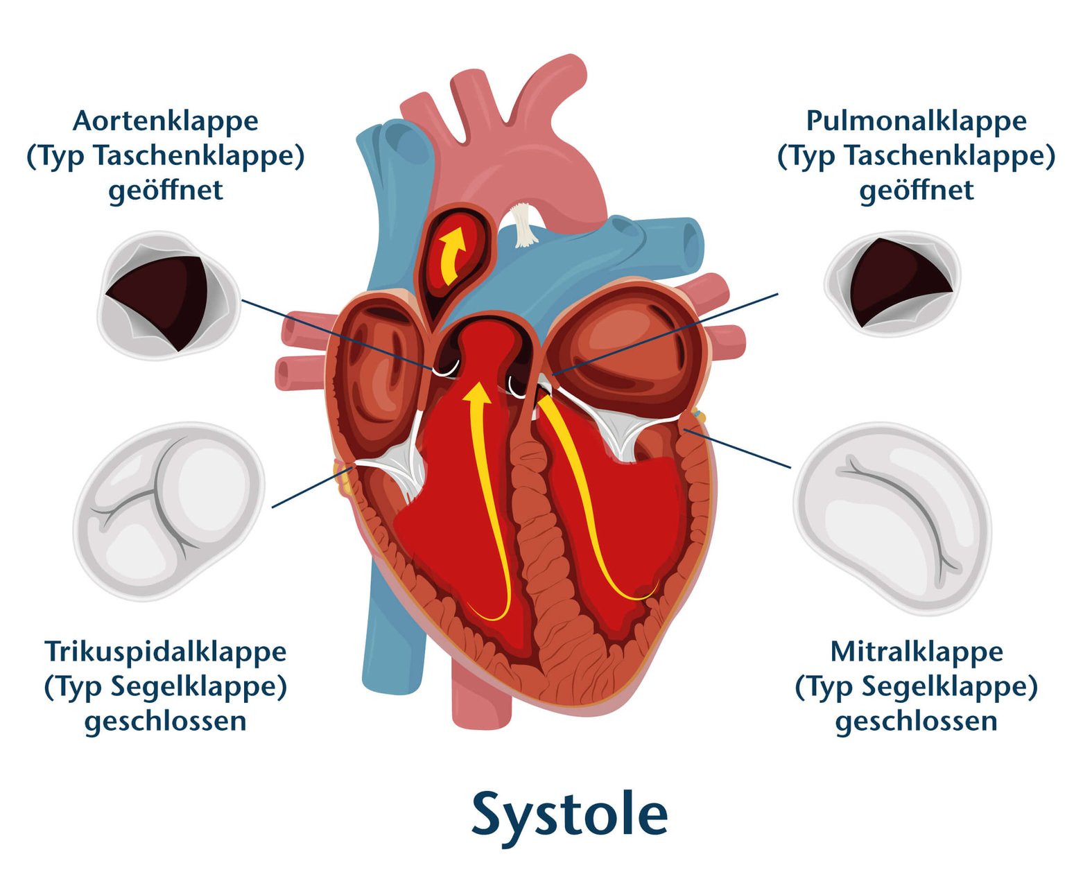 Systole und Diastole des Herzens, Herzklappen, schematische Darstellung