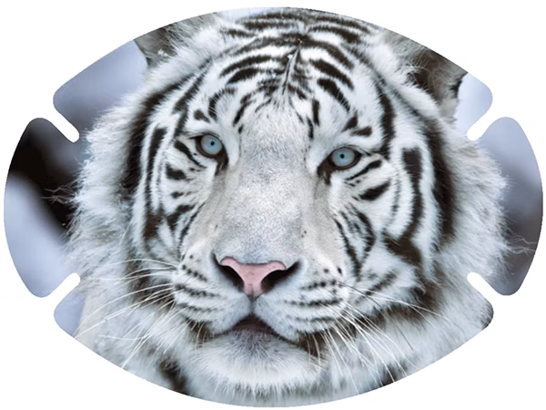 augenpflaster-motiv-tiger.png Nahaufnahme eines weißen Tigers