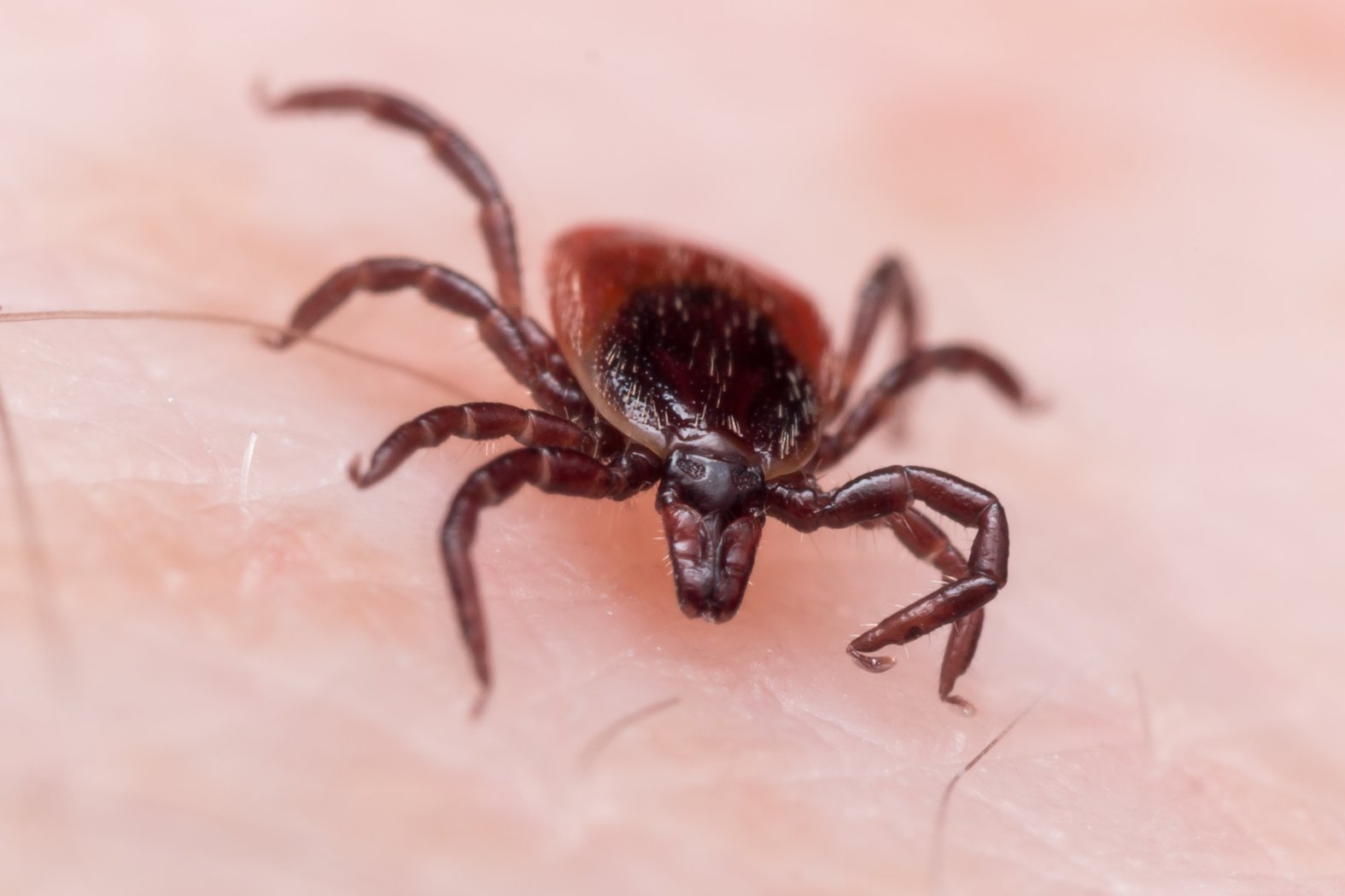 Zecke, Überträger der Lyme-Borreliose