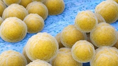 Einführung in die Welt der Mikroorganismen