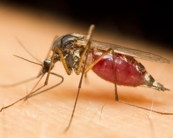 Krankheiten durch Mücken: Immer mehr Infektionen in Deutschland