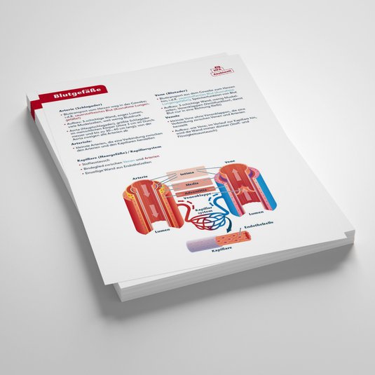 Vorschau Lernzettel Blutkreislauf, MFA-Azubiwelt