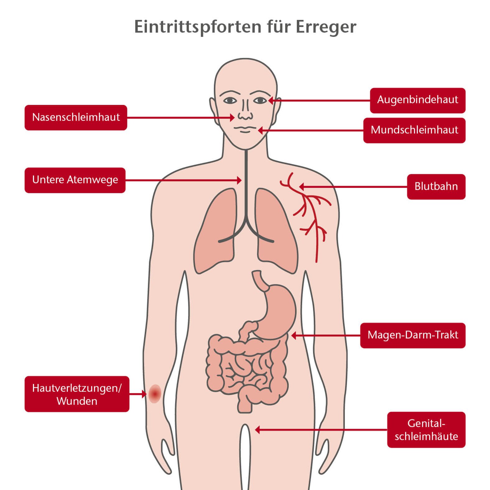 Schema: Eintrittspforten für Krankheitserreger