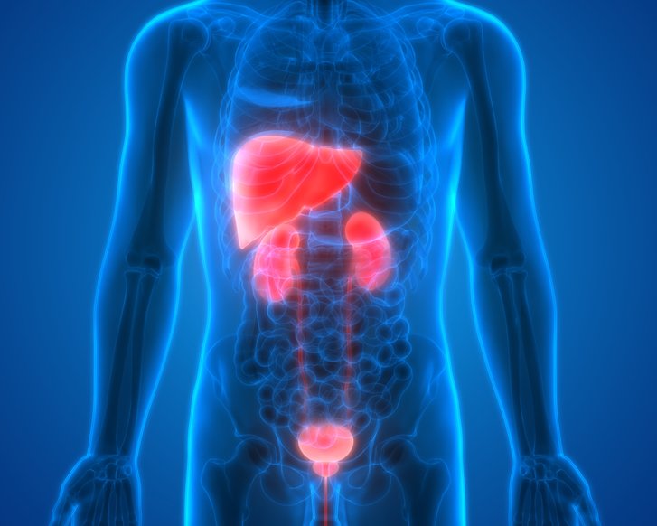 Human Organ Atlas: Neues Onlineportal zeigt Organe im Detail