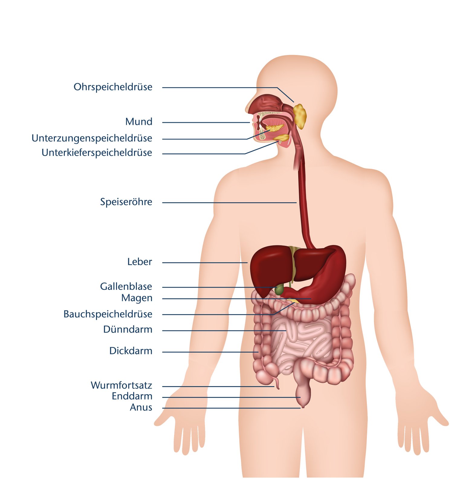 Abbildung Verdauungsorgane