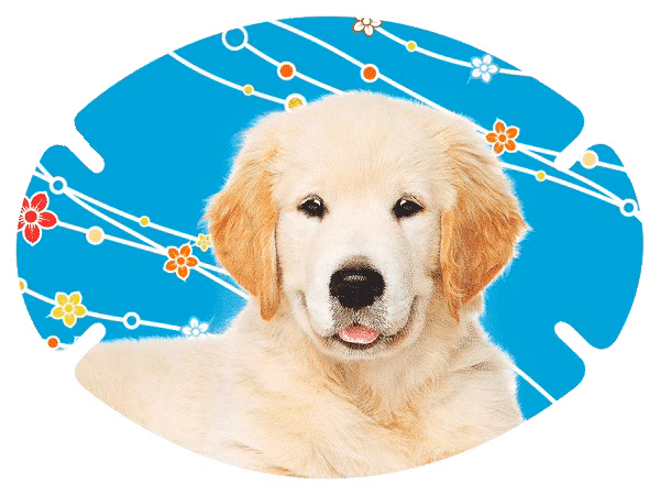 augenpflaster-motiv-hund.png Hund auf blauem Hintergrund