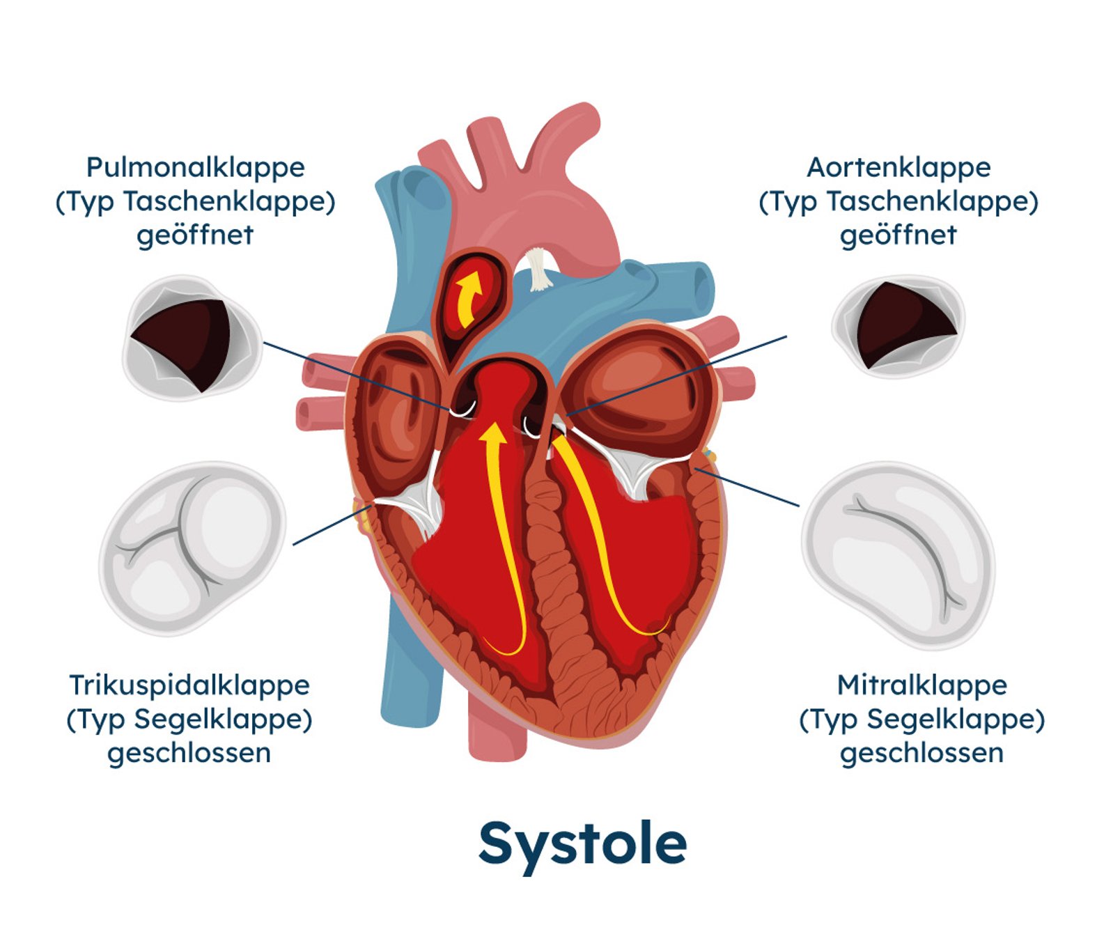 Systole und Diastole des Herzens, Herzklappen, schematische Darstellung
