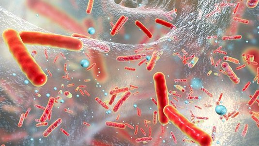 Mikroorganismen in der Wunde