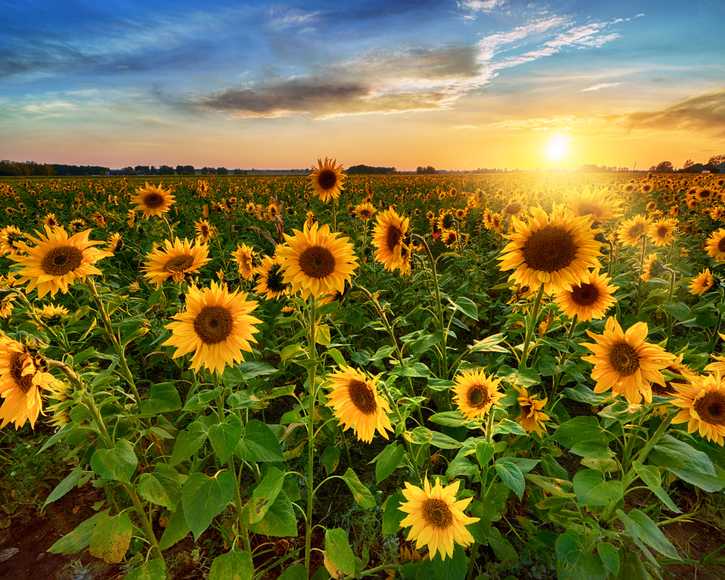 Virtuelle Naturbilder lindern Schmerzen