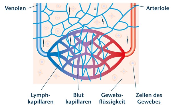 Lymphkapillaren und Blutkapillaren im Gewebe, schematische Darstellung