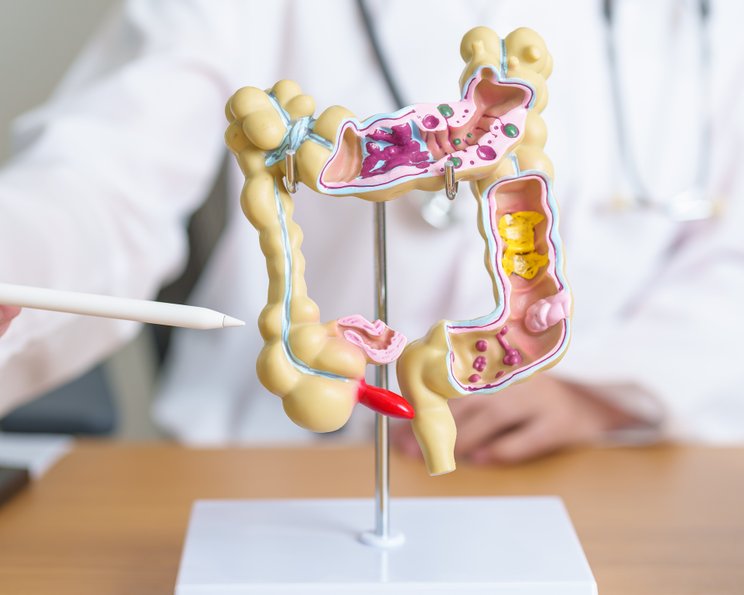 Anatomie und Physiologie des Verdauungssystems