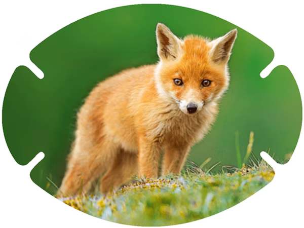 augenpflaster-motiv-fuchs.png Nahaufnahme eines Fuchses