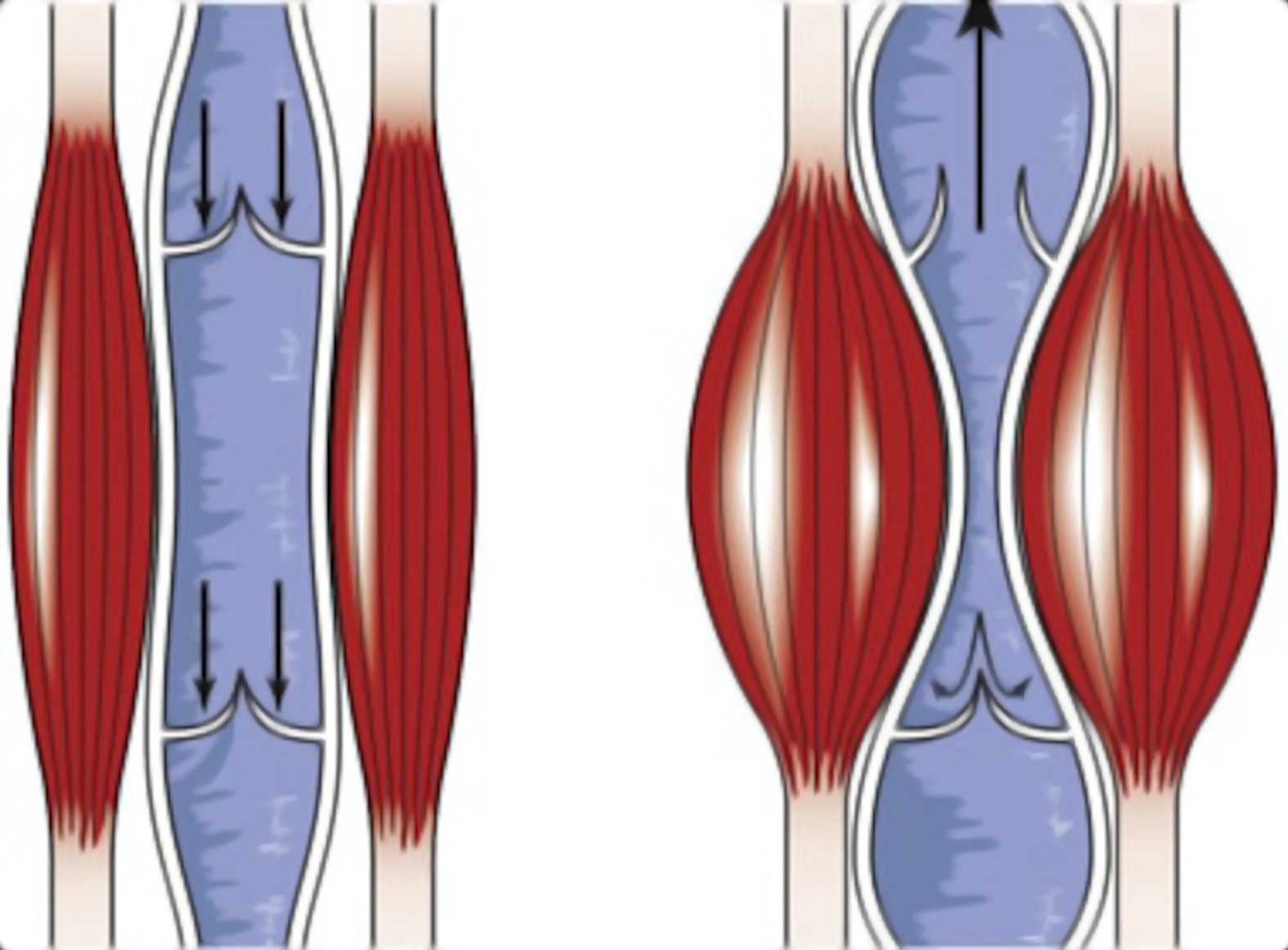 Muskelwadenpumpe: Schematische Darstellung