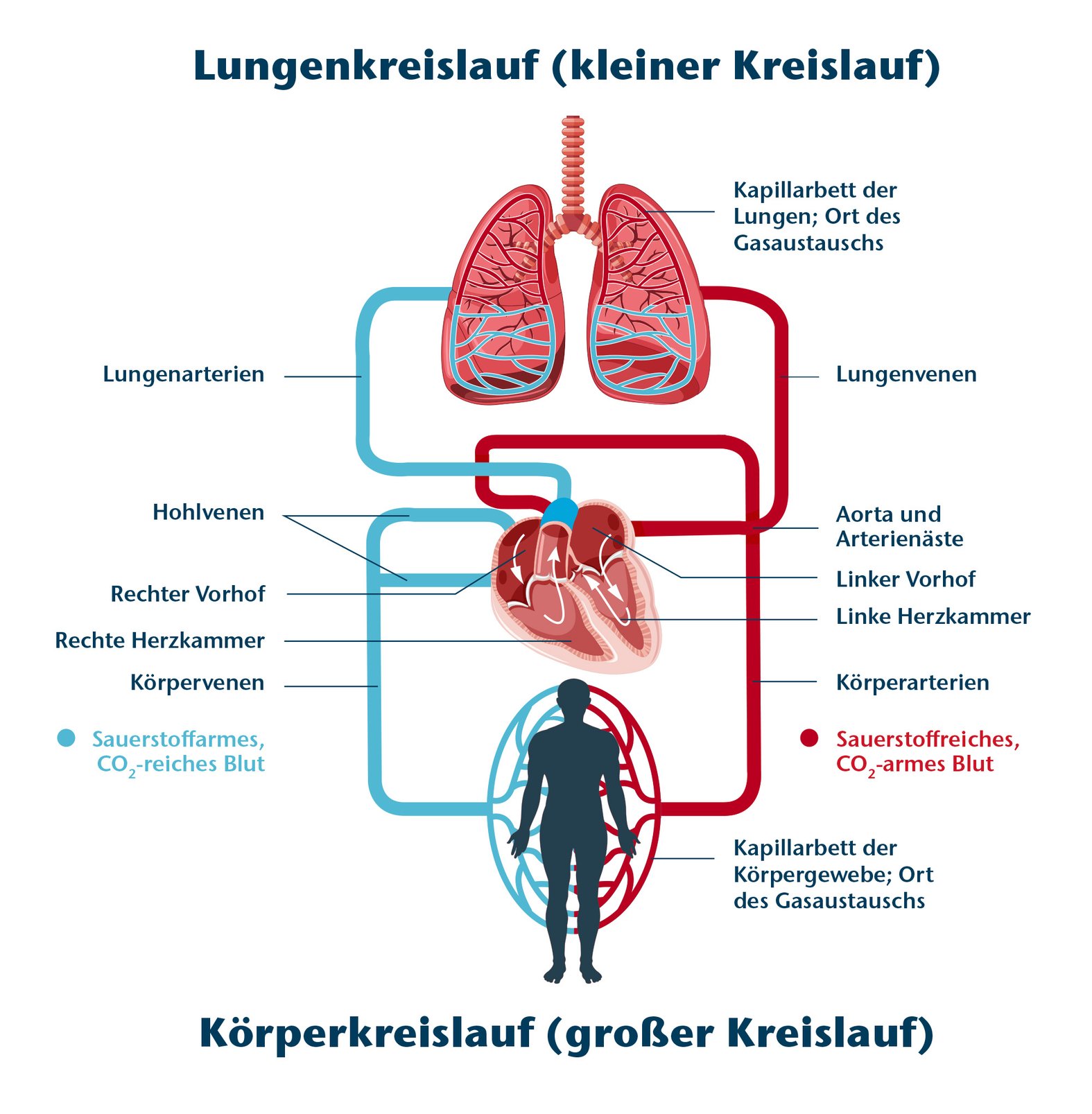 Blutkreislauf: Schematische Darstellung