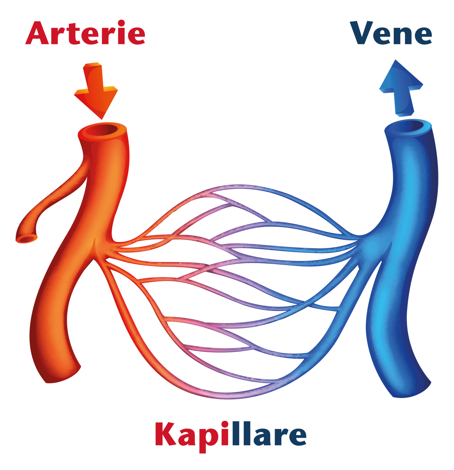 Schema: Arterien, Kapillare, Venen