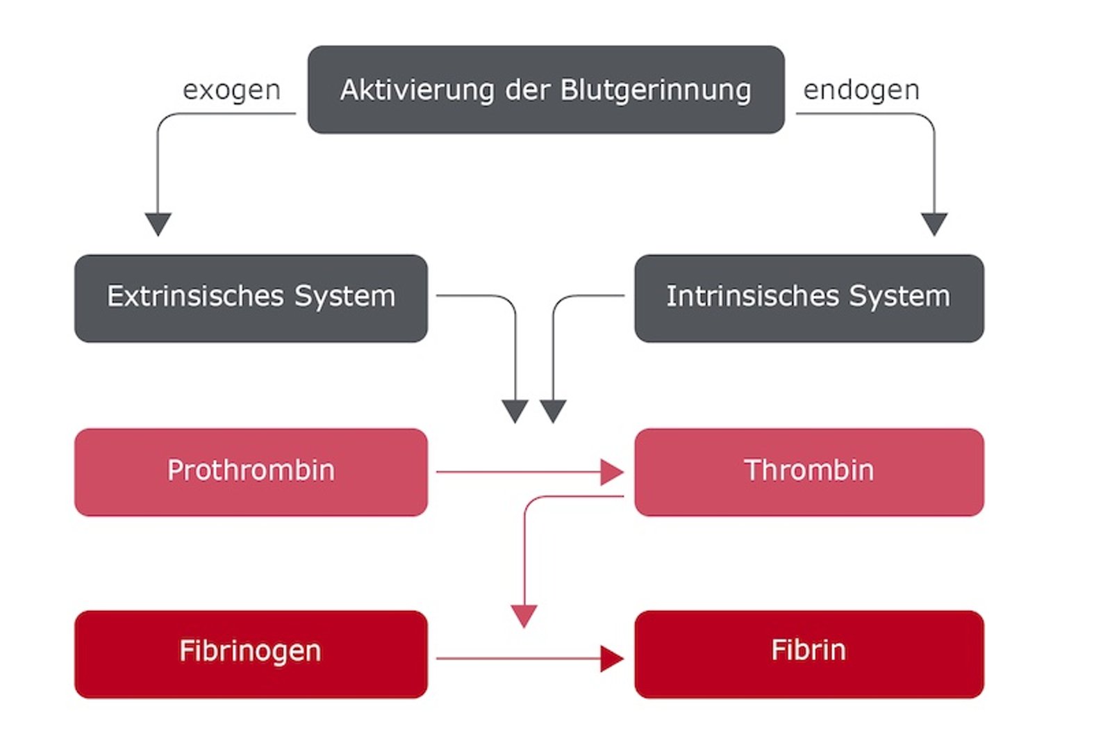 Fibrinbildung, Blutgerinnung - Ablaufschema