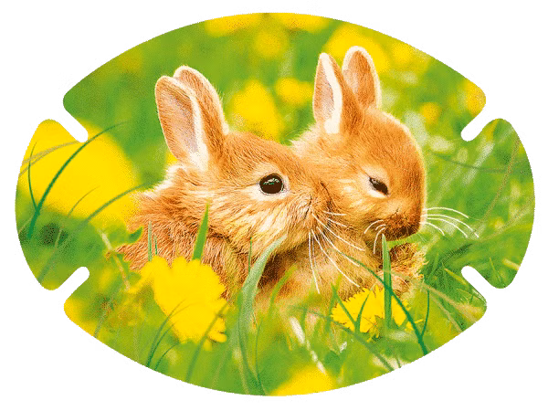 augenpflaster-motiv-hase.png Nachaufnahme von zwei Hasen