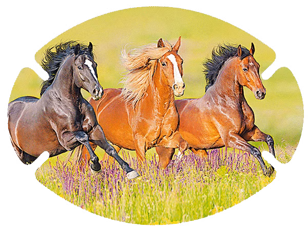 augenpflaster-motiv-pferd.png Drei Pferde reiten durch die Wiese