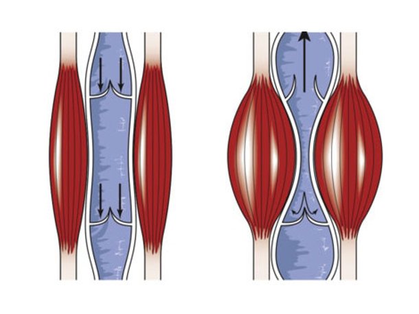 Muskelwadenpumpe unterstützt die Venenfunktion