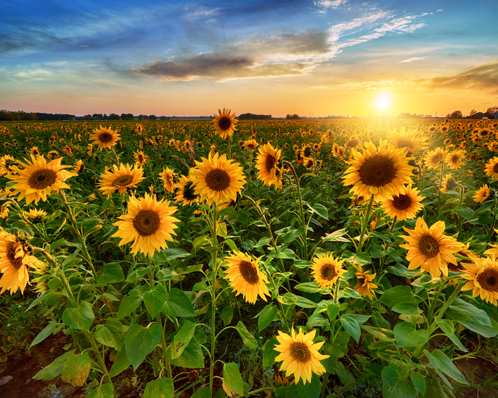 Virtuelle Naturbilder lindern Schmerzen