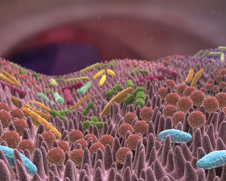 Glykopeptid- oder Vancomycin-resistente Enterokokken (GRE/VRE)