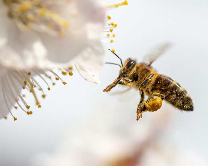 Neu: Nachweispflicht für honighaltige Wundprodukte