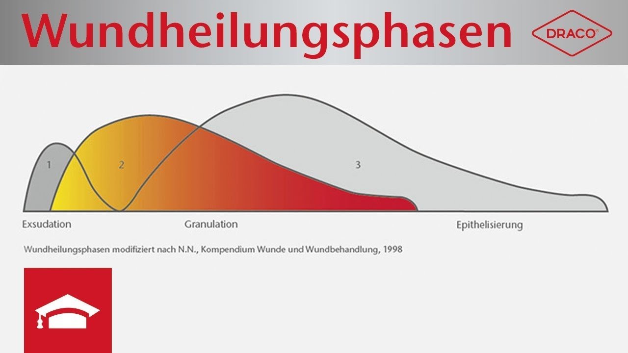 Überblick über die Wundheilungsphasen