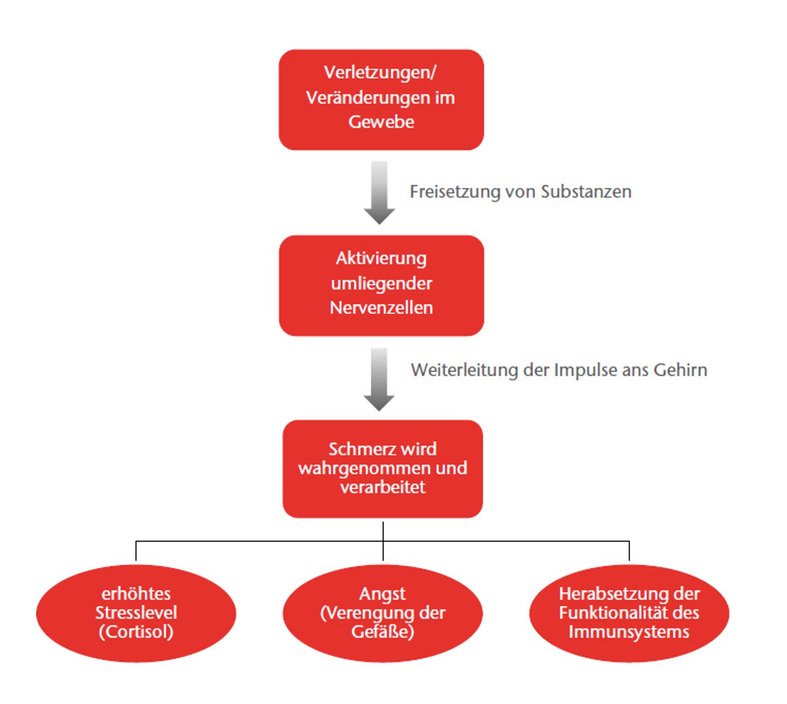 Entstehung und Wahrnehmung von Schmerzen, schematische Darstellung