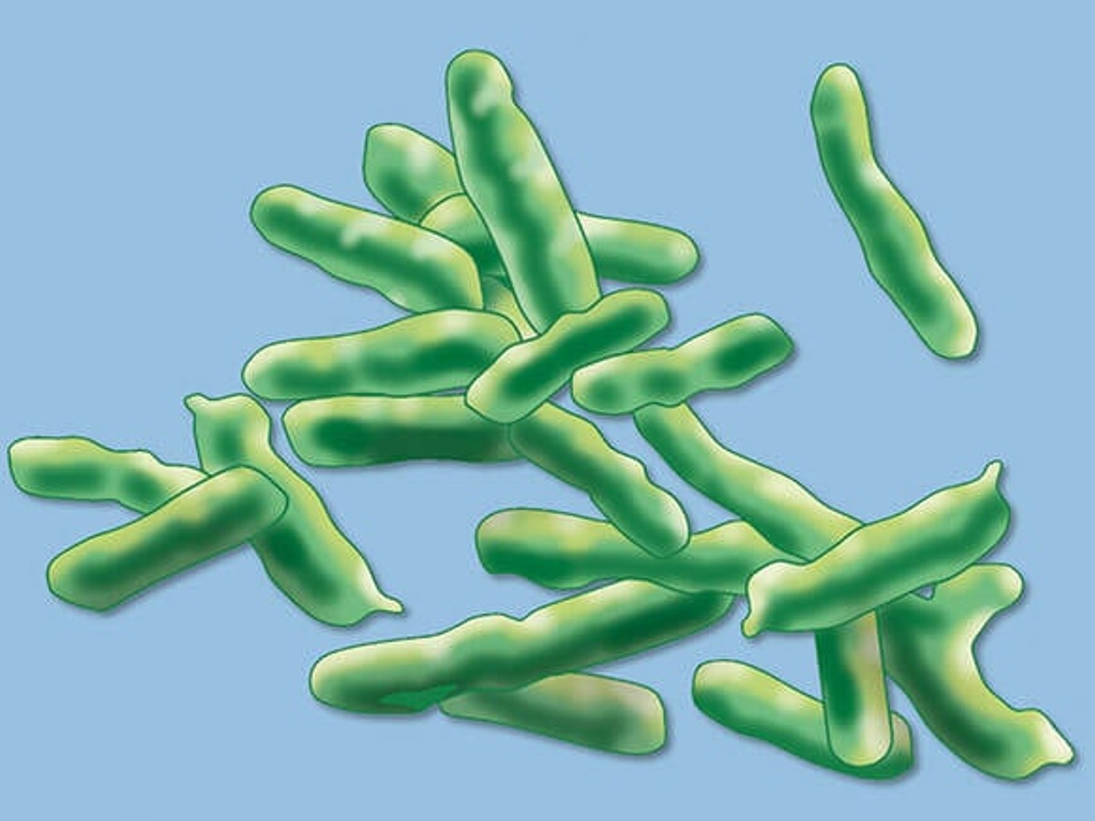 Pseudomonas aeruginosa