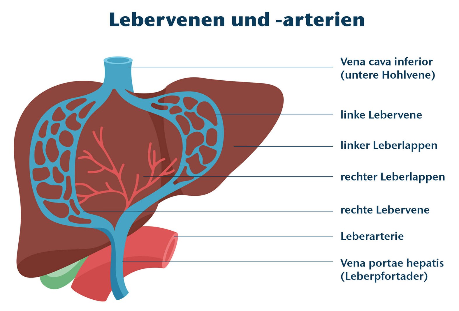 Lebervenen und Leberarterien Abbildung