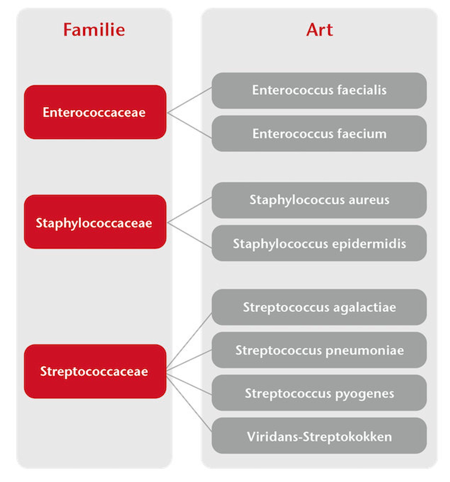 Gram-positive Bakterien