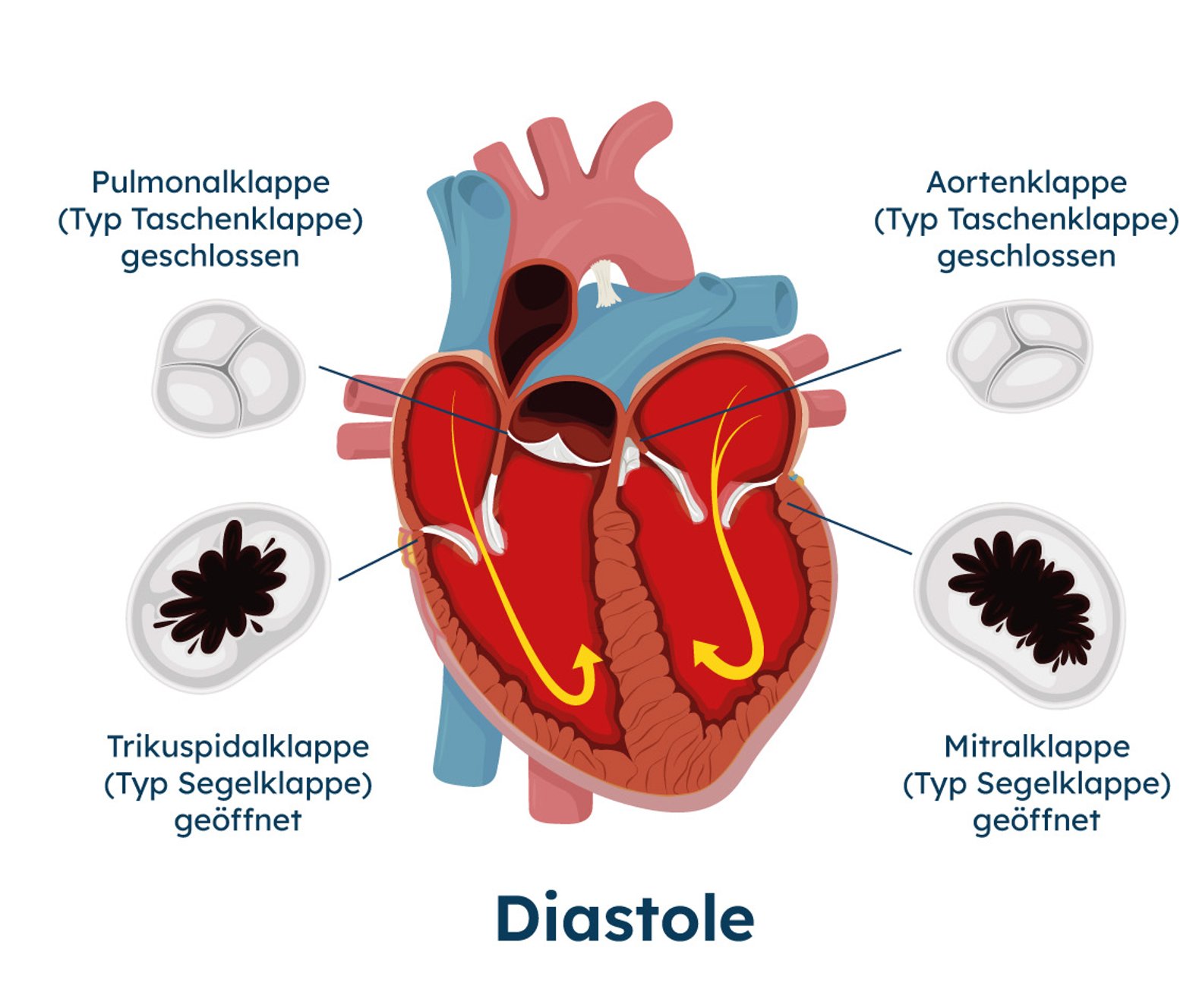 Systole und Diastole des Herzens, Herzklappen, schematische Darstellung