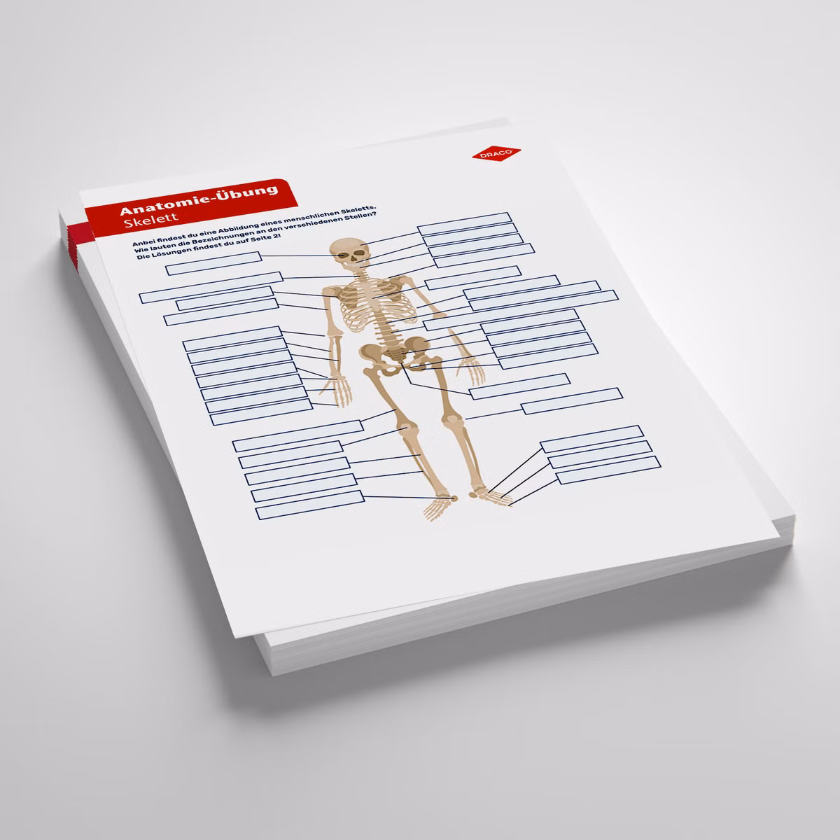 Azubi-Lernzettel: Anatomie des Skeletts