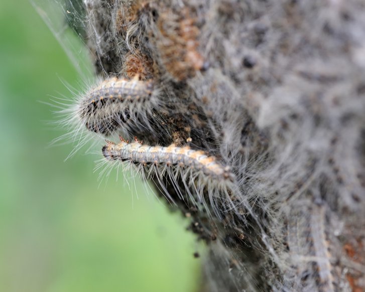 Eichenprozessionsspinner: Achtung bei Juckreiz!