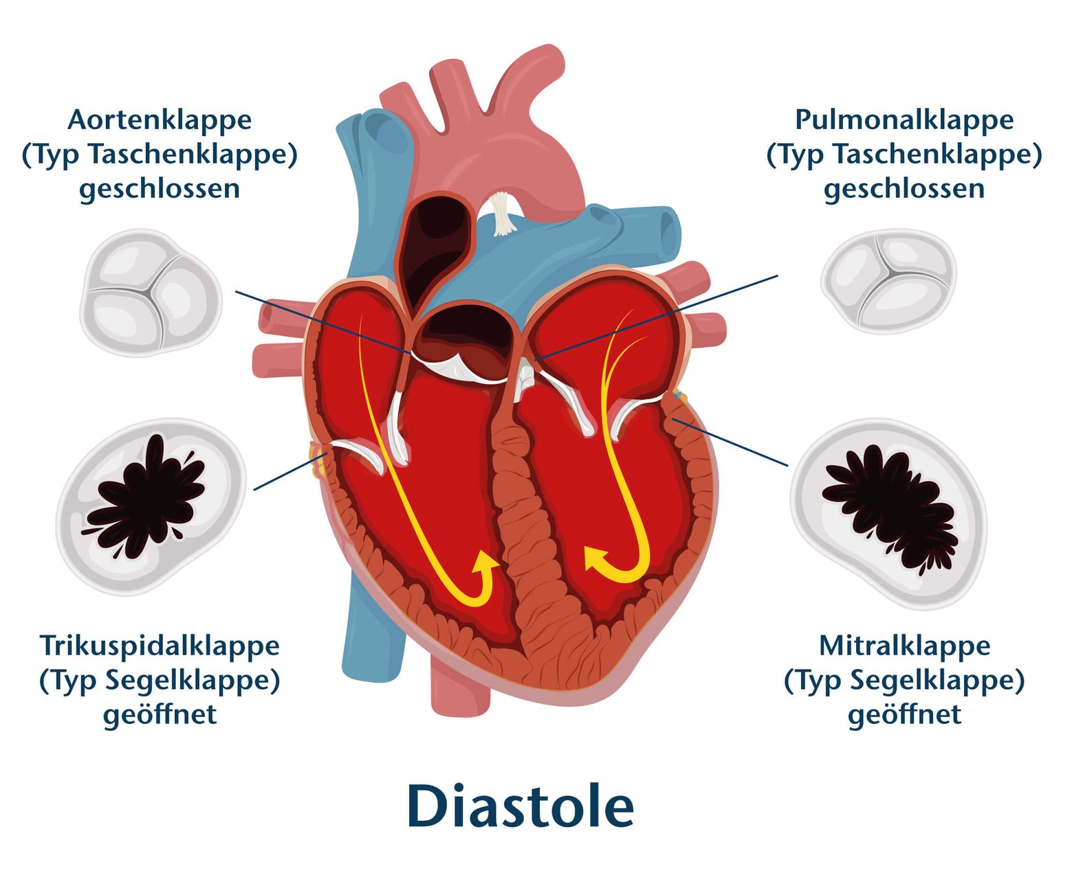 Systole und Diastole des Herzens, Herzklappen, schematische Darstellung