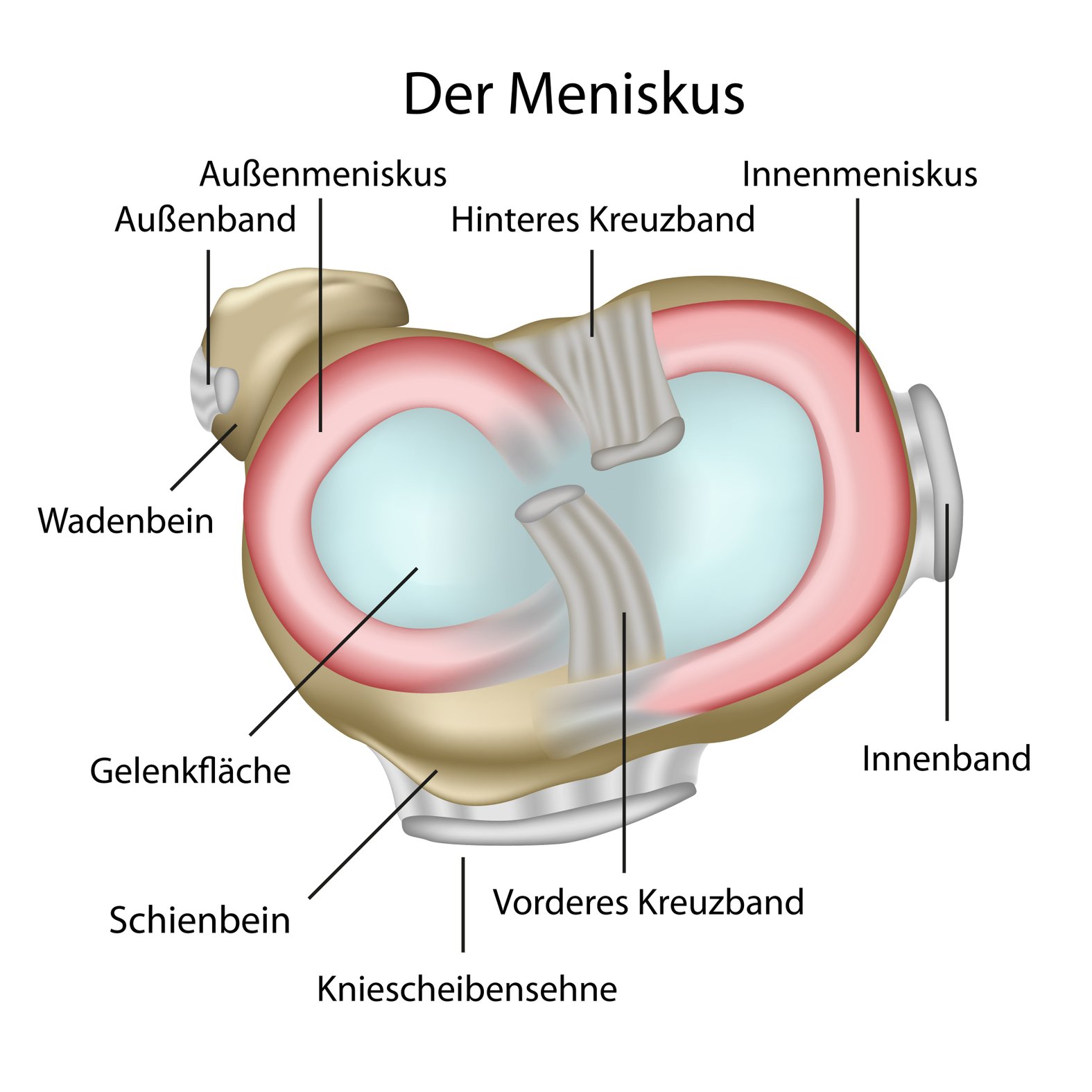 Meniskus Knie Abbildung