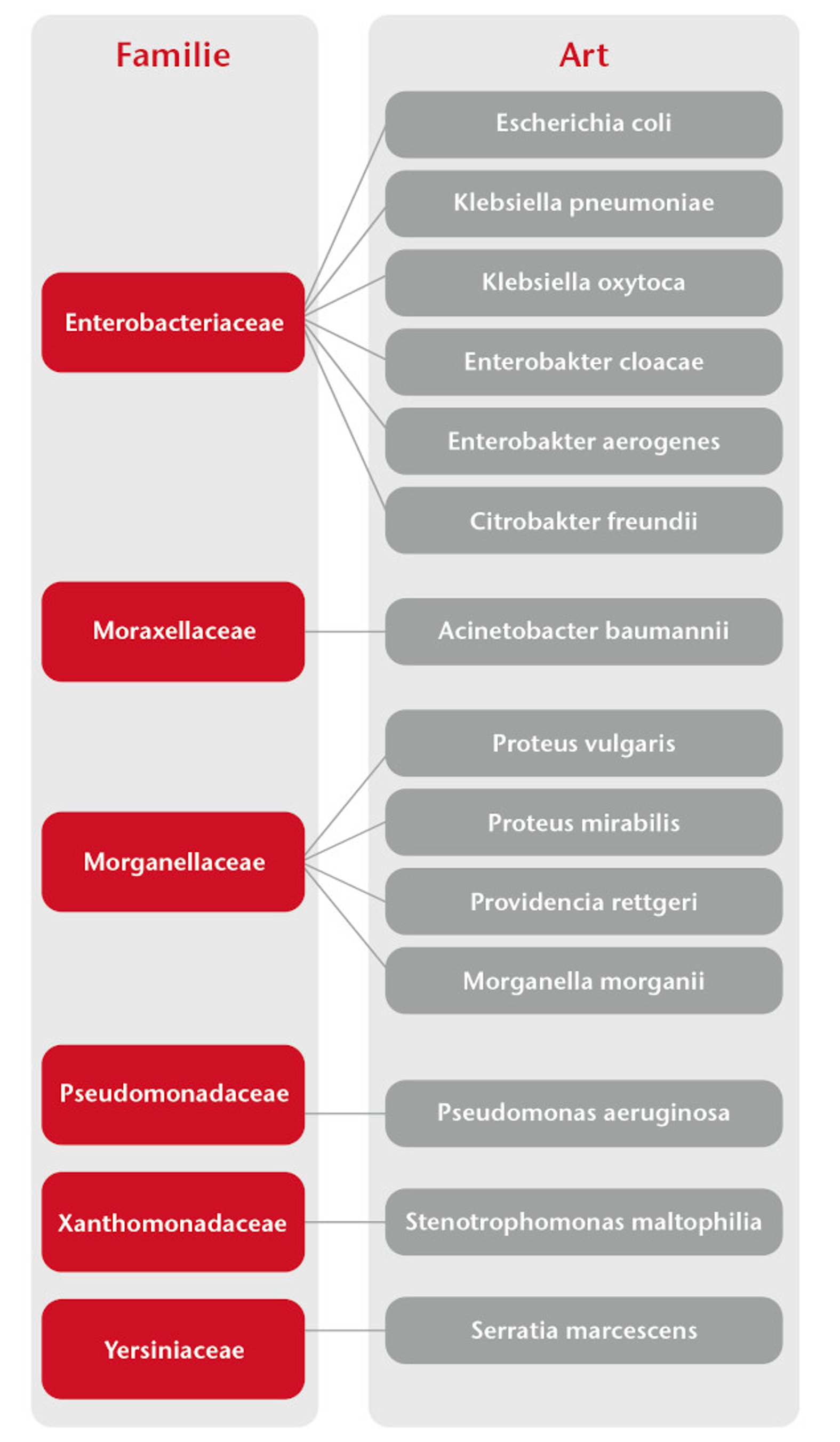 Gram-negative Bakterien