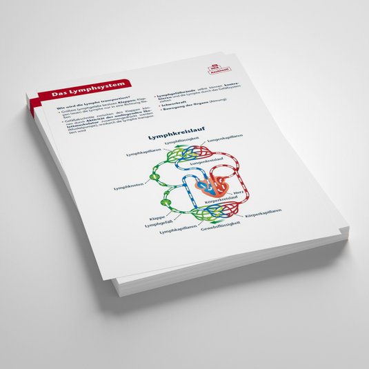 Vorschau Draco das Lymphsystem