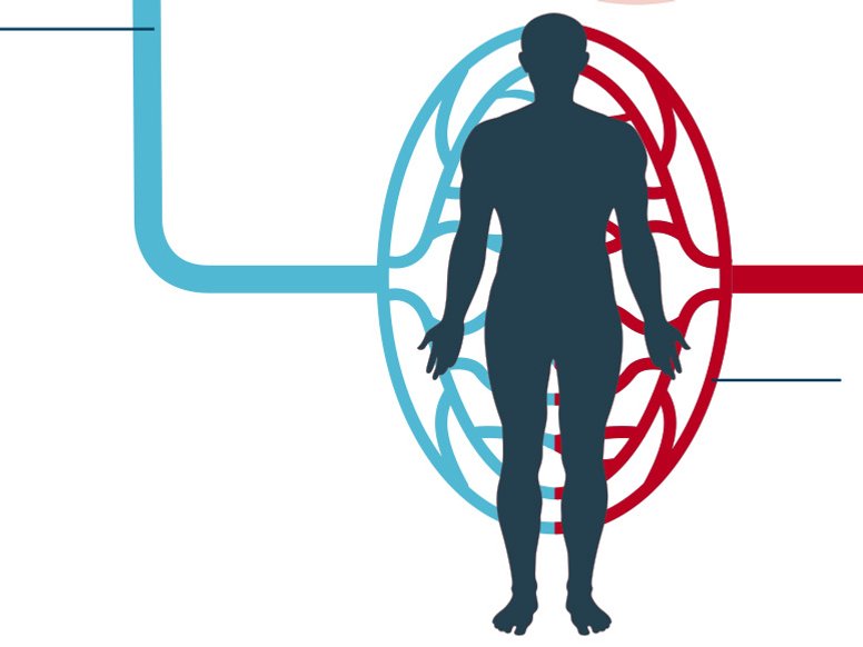 Blutkreislauf, Schema