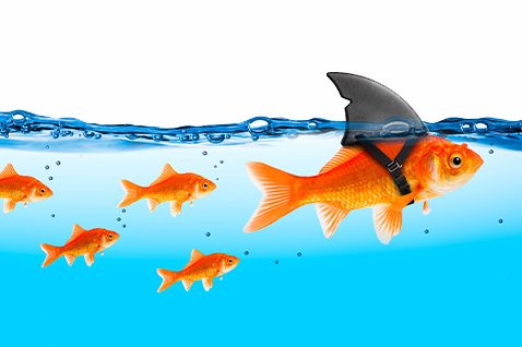 Fische im Wasser