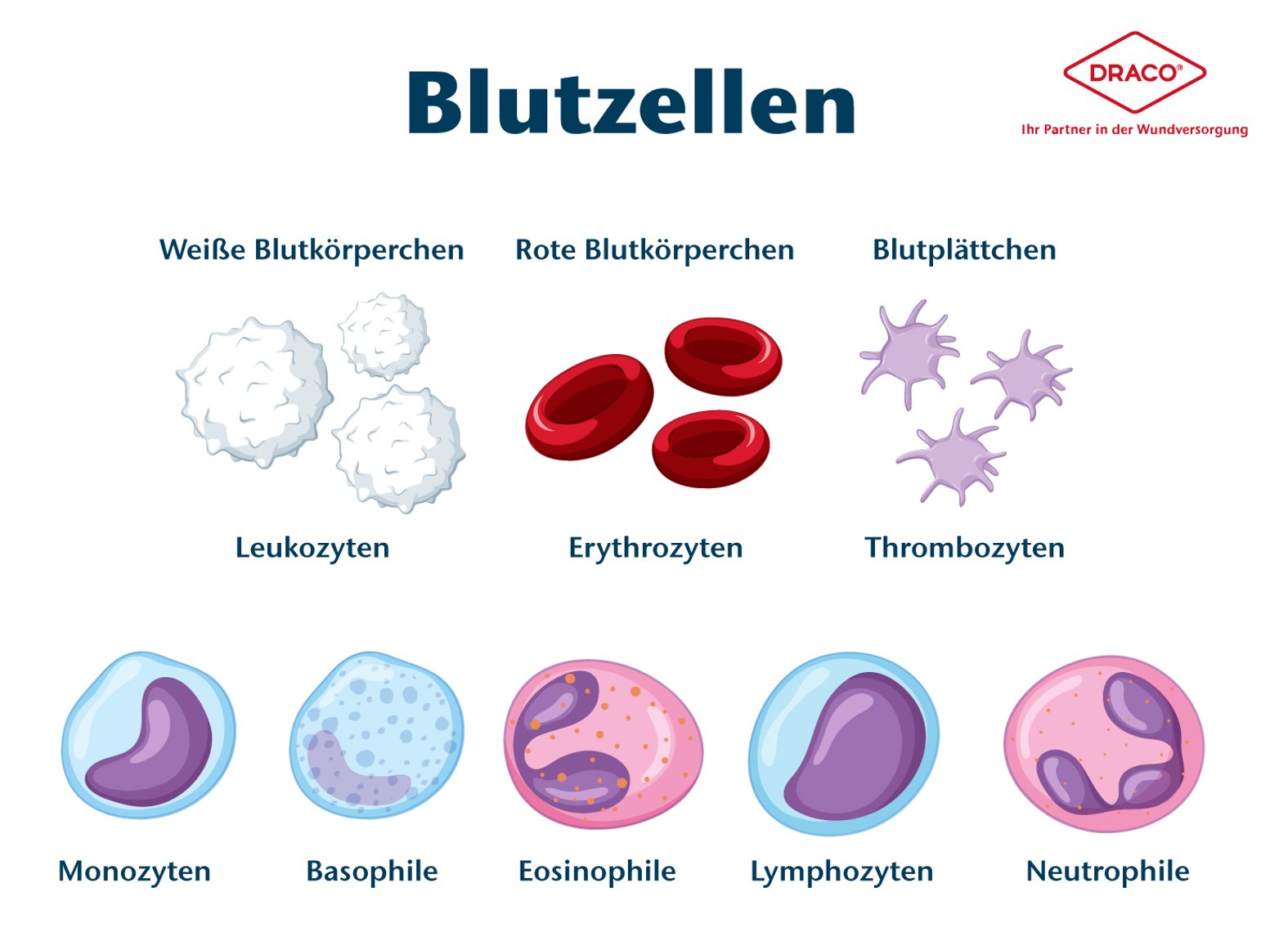 Blutzellen, Blutkörperchen Arten Abbildung