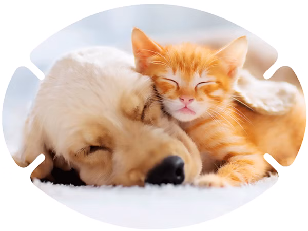 augenpflaster-motiv-hund-katze.png Katze und Hund kuscheln zusammen