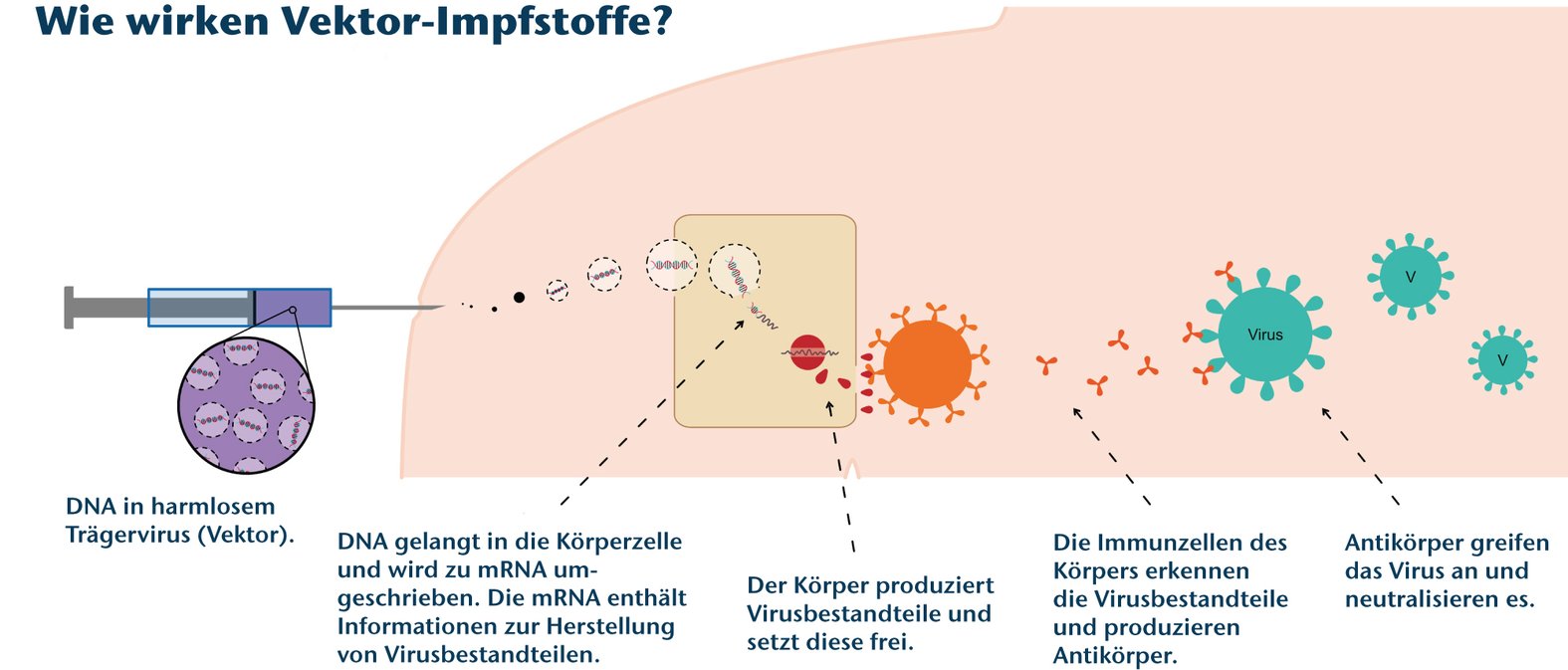 Wirkprinzip eines Vektor-Impfstoffes Abbildung