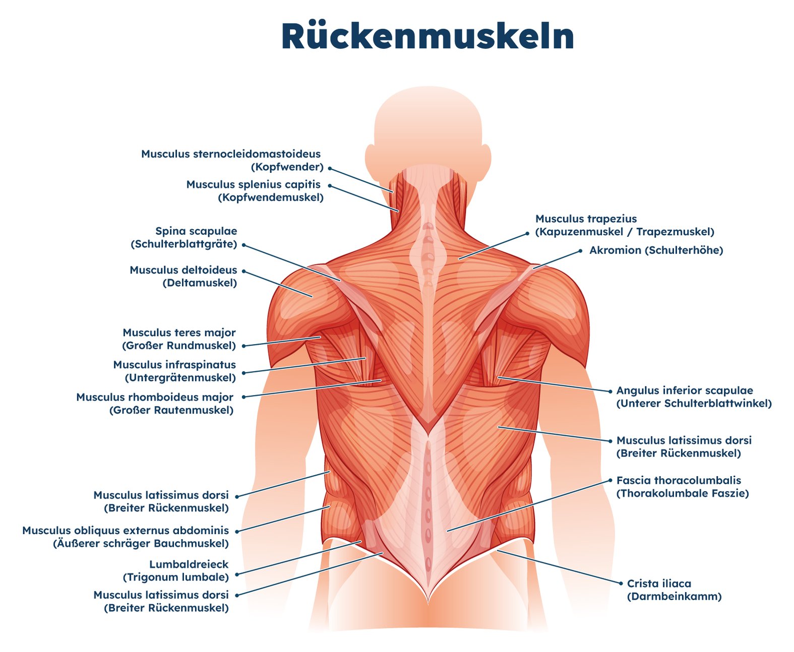 Nacken- und Rückenmuskulatur