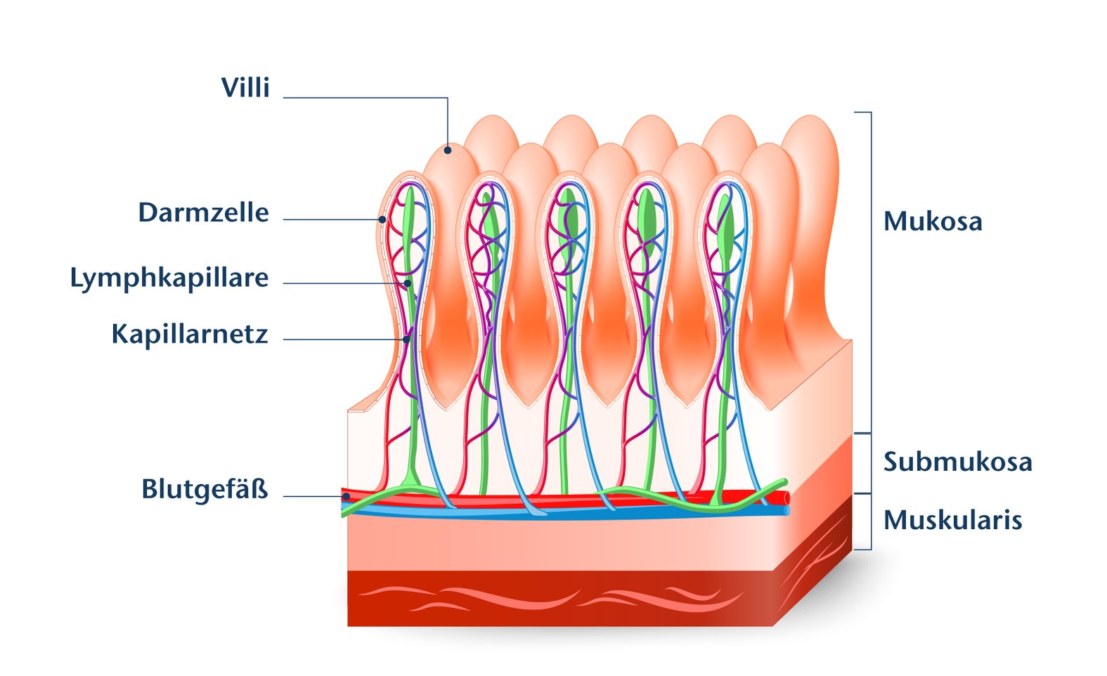 Dünndarmwand Abbildung