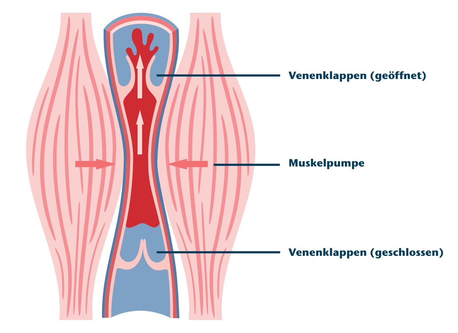 Schema: Muskelpumpe und Venenklappen